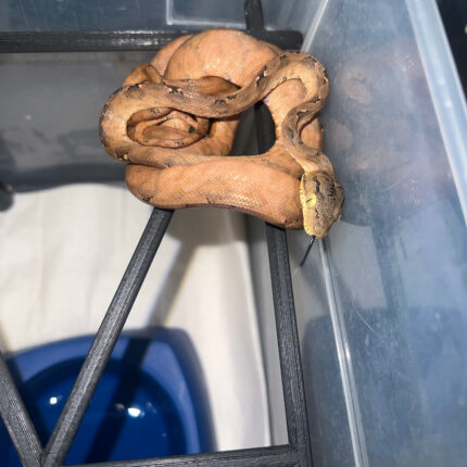 Amazon Tree Boa Baby 2023 CB #9 (Corallus hortulanus)