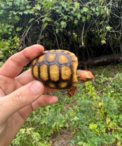 Cherrybomb Red Foot Tortoise Baby 2025 #3 (Chelonoidis carbonaria)