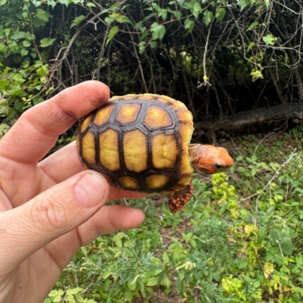 Cherrybomb Red Foot Tortoise Baby 2025 #3 (Chelonoidis carbonaria)