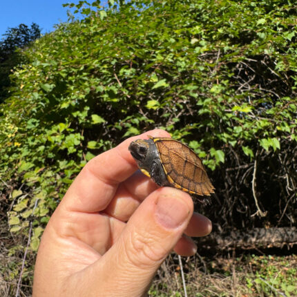 Keeled Box Turtle Baby 2025 #3 (Cuora mouhotii obsti)