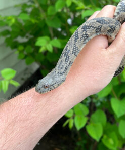 Diamondback Water Snake (Nerodia rhombifer)