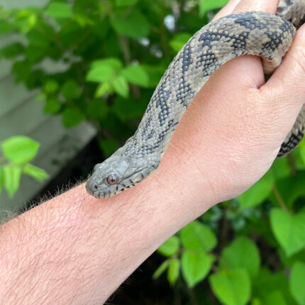 Diamondback Water Snake (Nerodia rhombifer)