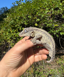 Gargoyle Gecko Adult Male #1 (Rhacodactylus auriculatus)