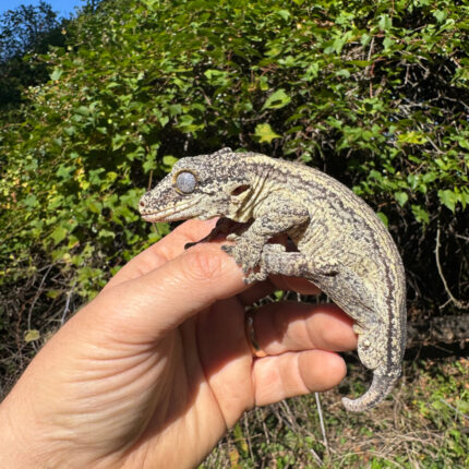 Gargoyle Gecko Adult Male #1 (Rhacodactylus auriculatus)