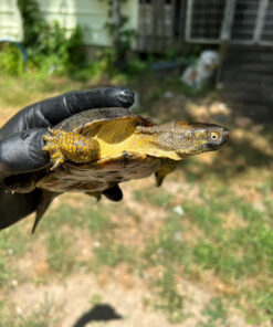 Xarre Dwarf European Pond Turtle Babies (Emys orbicularis hellenica)