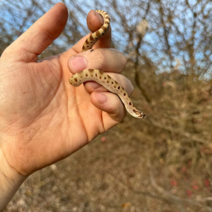 Alternative view of Anaconda Western Hognose Snake Female #1 (Heterodon nasicus)