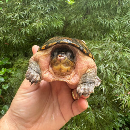 Vampire Musk Turtle Adult Female #2501 (Claudius angustatus)