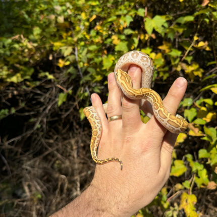 Hypo Burmese Python Female #3 (Python bivittatus)