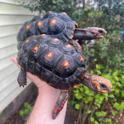 AD1BBDA5 AD3B 4F63 83FC E30724E5FFB1 1024x 430x430