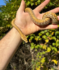 AD5CE3DD C435 419F B36D B559DC7951E7 1024x 247x296