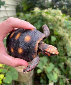 Colombian Clownface Redfoot Tortoise 2021 #1 (Chelonoidis carbonaria)