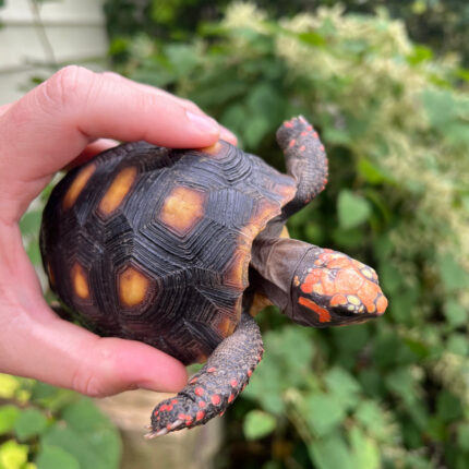 Colombian Clownface Redfoot Tortoise 2021 #1 (Chelonoidis carbonaria)