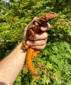 Super Red Niger Uromastyx Adult Pair #2 (Uromastyx geyri)