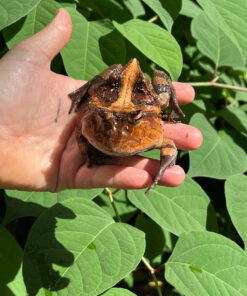 Brazilian Horned Frog Adult Pair #1 (Ceratophrys aurita)