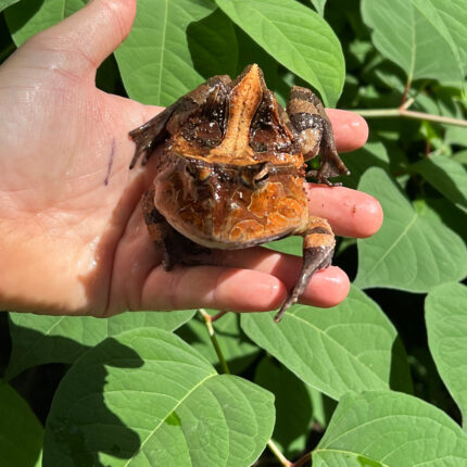 Brazilian Horned Frog Adult Pair #1 (Ceratophrys aurita)