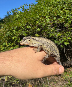 B6B4B80B FF8B 4DE2 8AD8 5D06CD7D9409 1024x 247x296