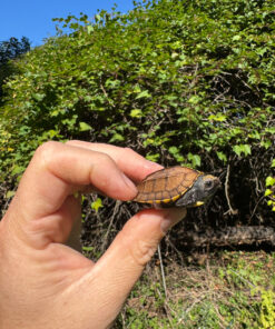 B6E95914 0A11 4DF1 963A 514C6ADAE888 1024x 247x296