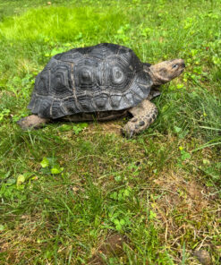 B7C535B5 6156 4123 ADBF 11783BF5DDA1 1024x 2 247x296