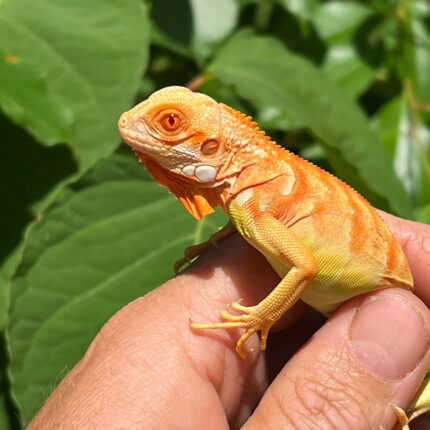 Crimson Red Albino Green Iguana 2024 #1 (Iguana iguana)
