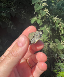 Cagle's Map Turtle Baby (Graptemus caglei)