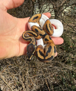 Hi White Pied Ball Python Female #3 (Python regius)