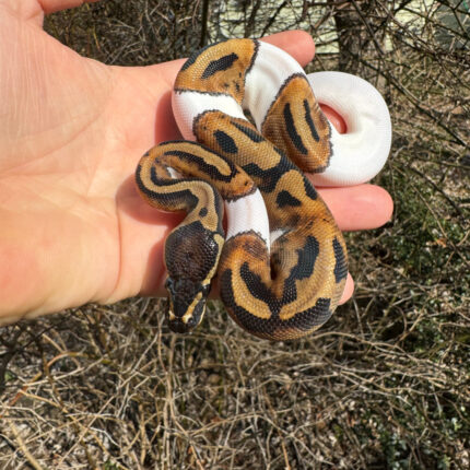 Hi White Pied Ball Python Female #3 (Python regius)