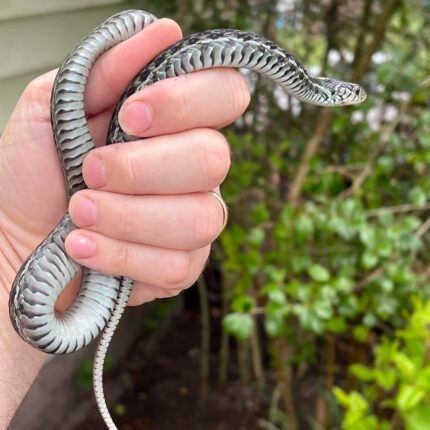 Florida Blue Garter Snake Adult Female #1 (Thamnophis sirtalis similis)