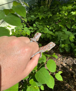 C5121E90 31A7 4B0A 8E0D 0335B43C2576 1024x 247x296