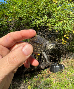 Alternative view of Hi White Concentric Diamondback Terrapin 2025 #9 (Malaclemys terrapin) Temp Sexed Female