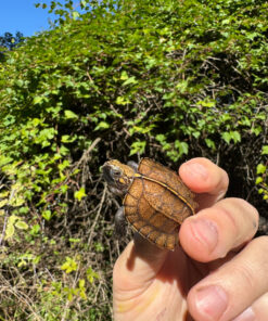 Keeled Box Turtle Baby 2025 #1 (Cuora mouhotii obsti)