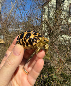 C8AAA322 7655 426E B8BC DA28D67CA480 1024x 247x296