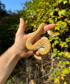 CD258E18 7C7C 40EC AD9A 9D00A1182560 1024x 247x296