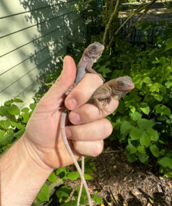 CE0B46F8 1107 4A99 A1E3 DAA0D03B759C 1024x 247x296