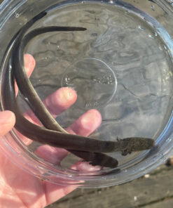 CE9F9680 E695 4D79 A0E4 28A5F0CE34C6 1024x 247x296