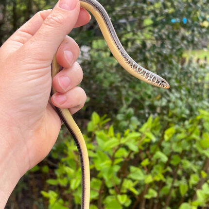 CF0A6605 622D 4F5E 8358 02879597E8BB 1024x 430x430