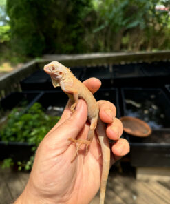 D00D974C F40A 4345 A08D ACEED429F105 1024x 247x296