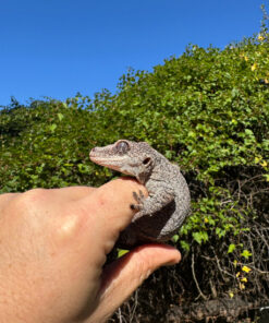 D0F2A672 504F 4743 B329 76157ED3E52B 1024x 247x296