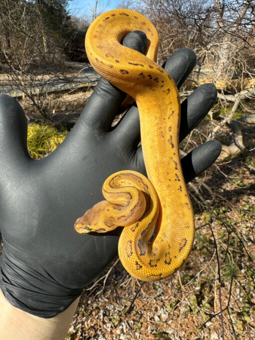 Pastel Pinstripe Low White Pied Ball Python Female #1 (Python regius ...