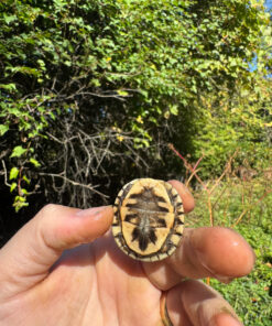 D3C6169A 48D1 43DE 9329 096429AC2F65 1024x 247x296