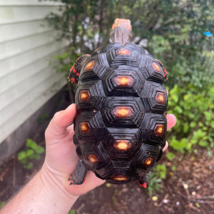 Barbados Red Foot Tortoise Pair #4 (Chelonoidis carbonaria)