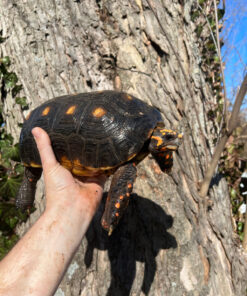 Alternative view of Barbados Red Foot Tortoise Adult Pair #3 (Chelonoidis carbonaria)