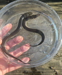 D58A05EC 634D 4215 BC00 6E38AA38EBFF 1024x 247x296