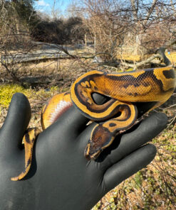 Fire Low White Pied Ball Python Female #1 (Python regius)