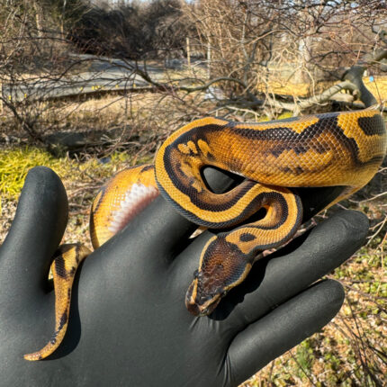 Fire Low White Pied Ball Python Female #1 (Python regius)