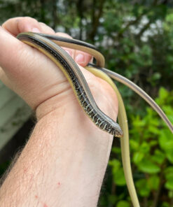 Eastern Glass Lizards (Ophisaurus ventralis)
