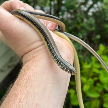 Eastern Glass Lizards (Ophisaurus ventralis)