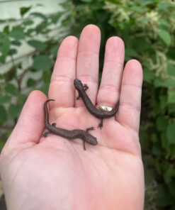 D8D98BB3 8AEF 47F2 9DEB C58FB6CFA06E 1024x 247x296