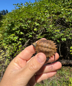 D97DAA07 00A0 4D06 B192 44AD2CD3DB30 1024x 247x296