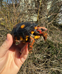 Brazilian Cherryhead Tortoise 2024 #1 (Chelonoidis carbonaria)