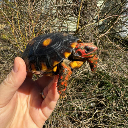 Brazilian Cherryhead Tortoise 2024 #1 (Chelonoidis carbonaria)